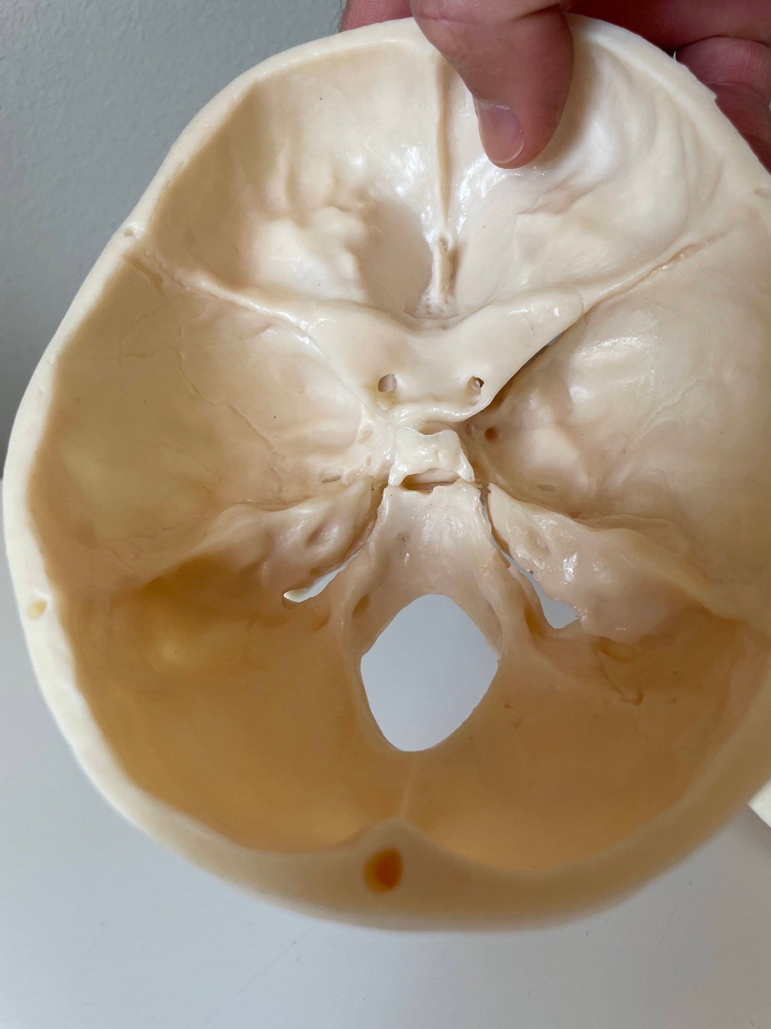 Plastic skull model of a 5-year-old