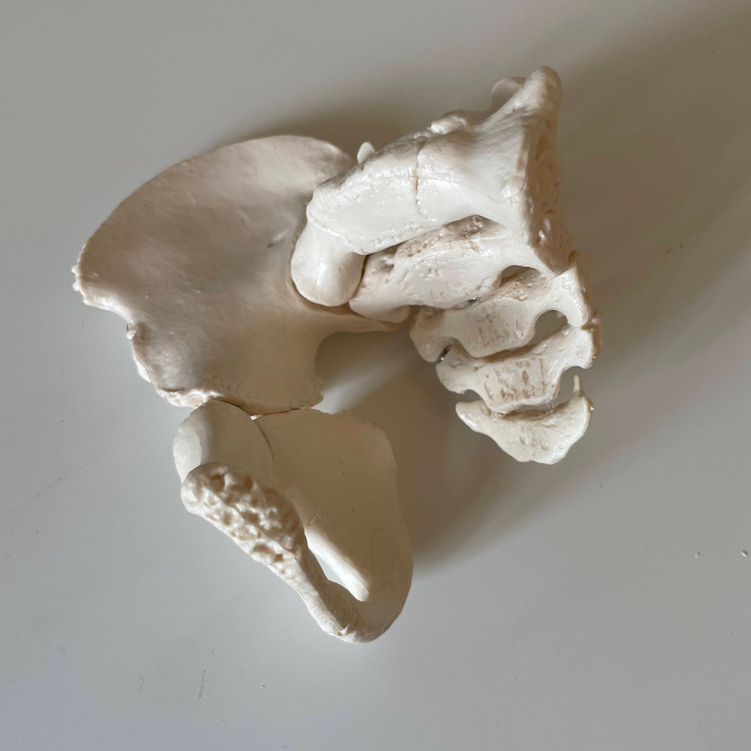 5-årig barnebækken