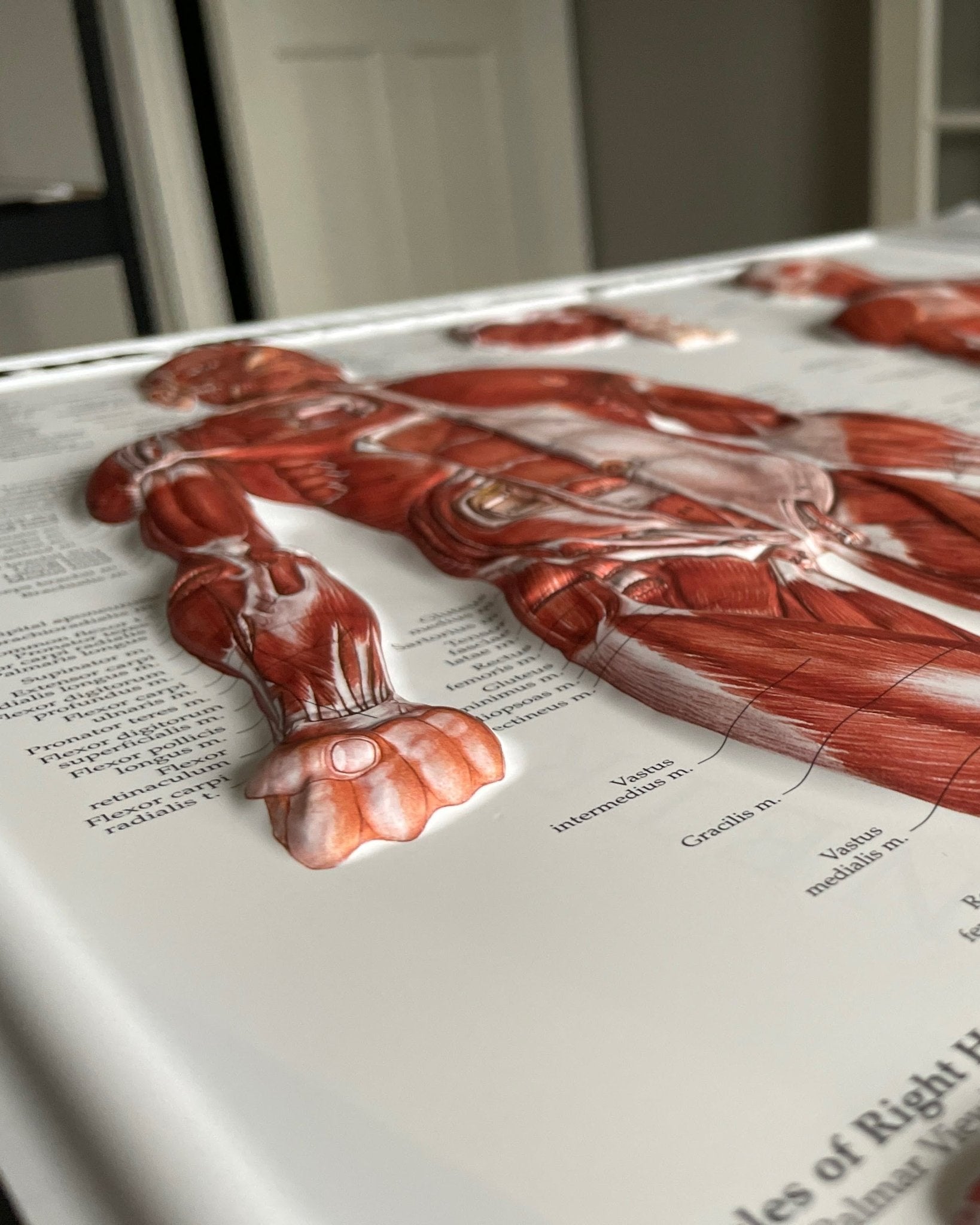 Plakatpakke, Klassisk muskel - og skeletsystem, 3D relief i plastik - eAnatomi