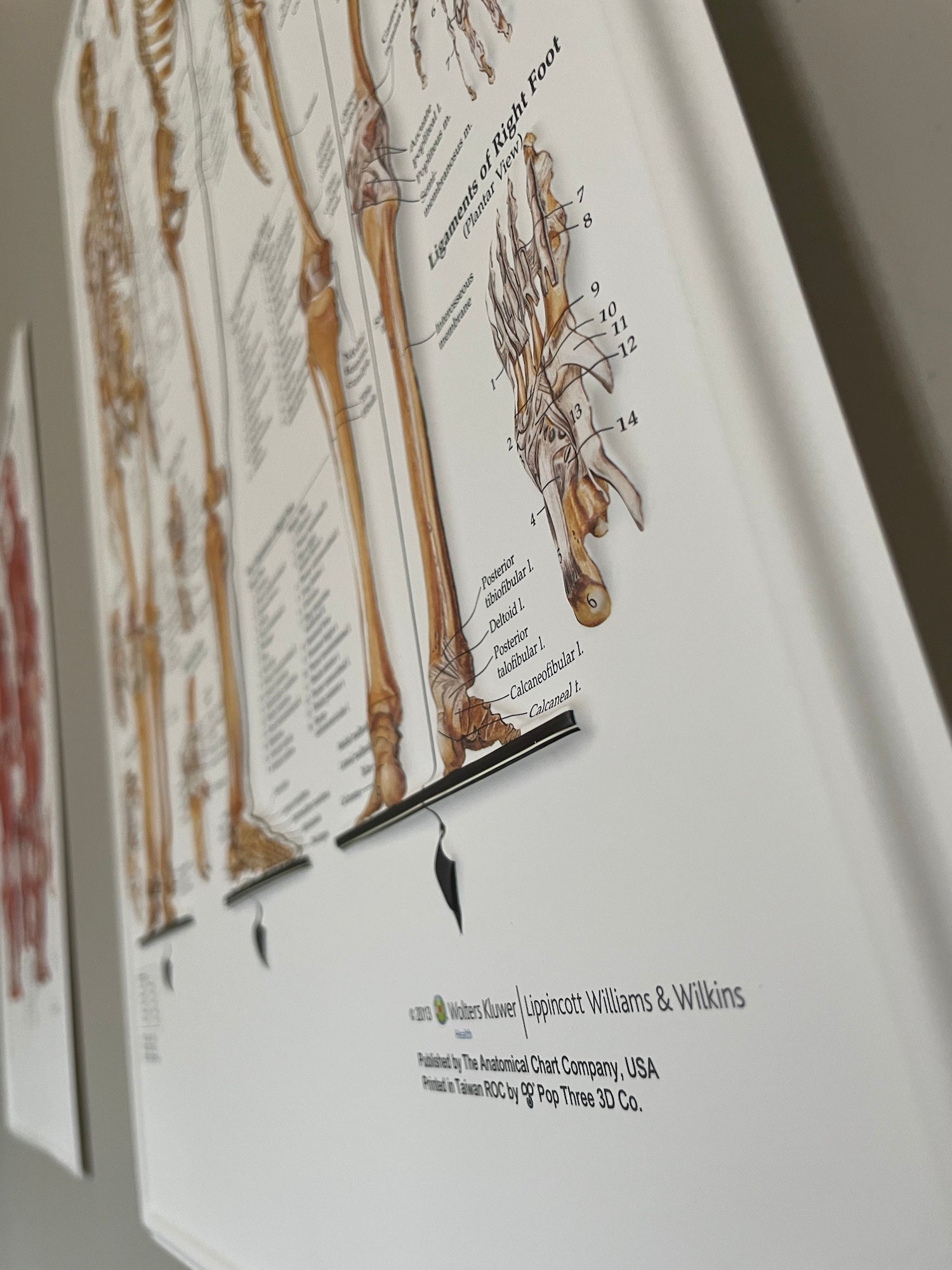 Plakatpakke, Klassisk muskel - og skeletsystem, 3D relief i plastik - eAnatomi