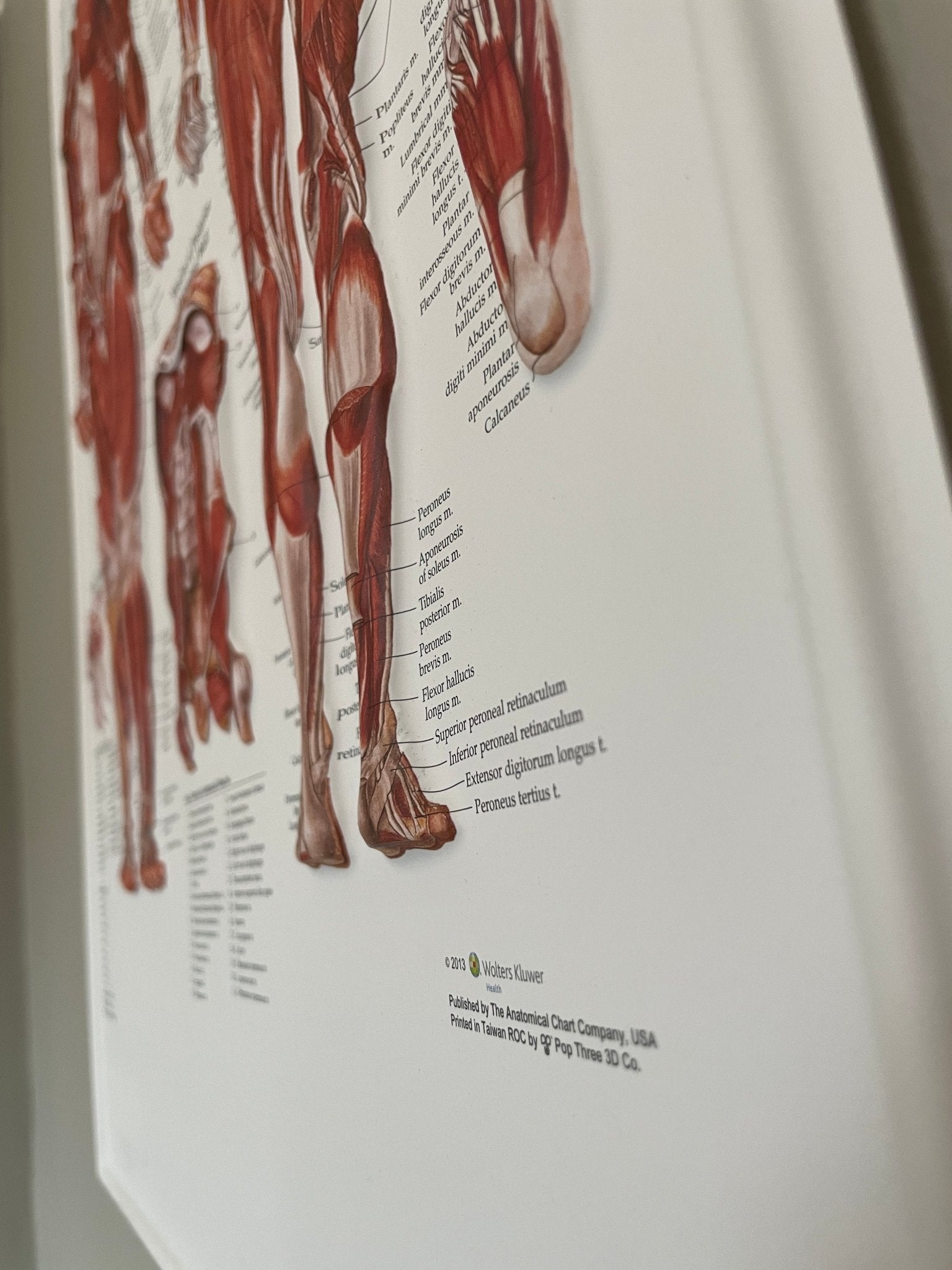 Plakatpakke, Klassisk muskel - og skeletsystem, 3D relief i plastik - eAnatomi