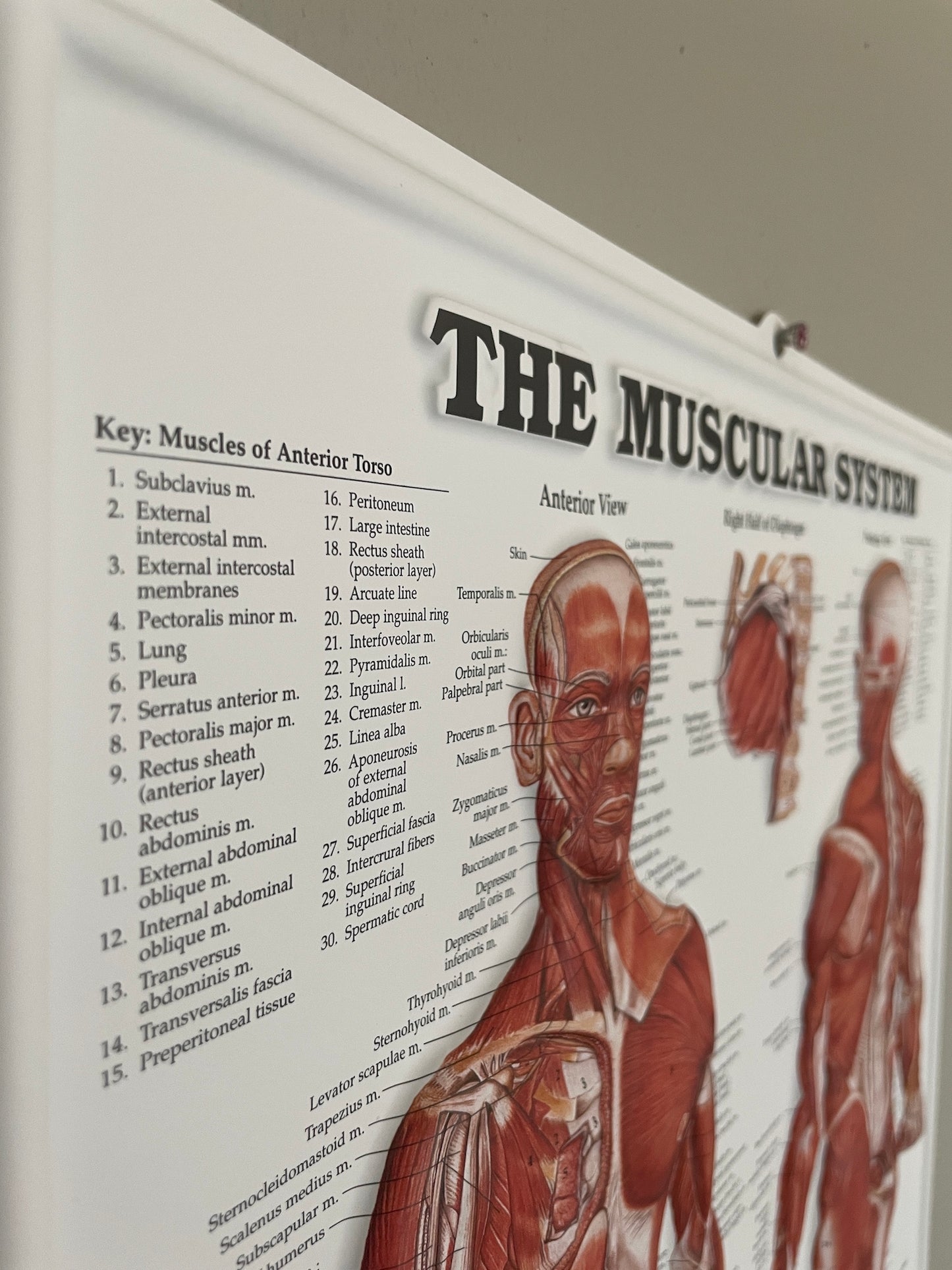 Sæt med det klassiske muskel- og skeletsystem i 3D relief plastik. Afhentningstilbud!