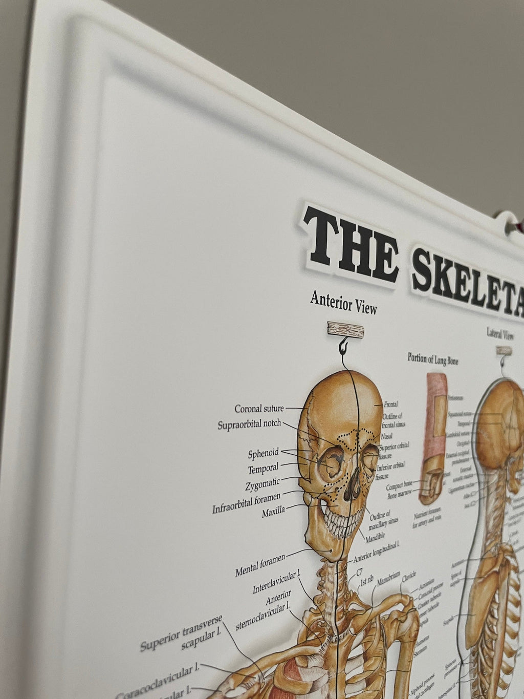 Plakatpakke, Klassisk muskel - og skeletsystem, 3D relief i plastik - eAnatomi