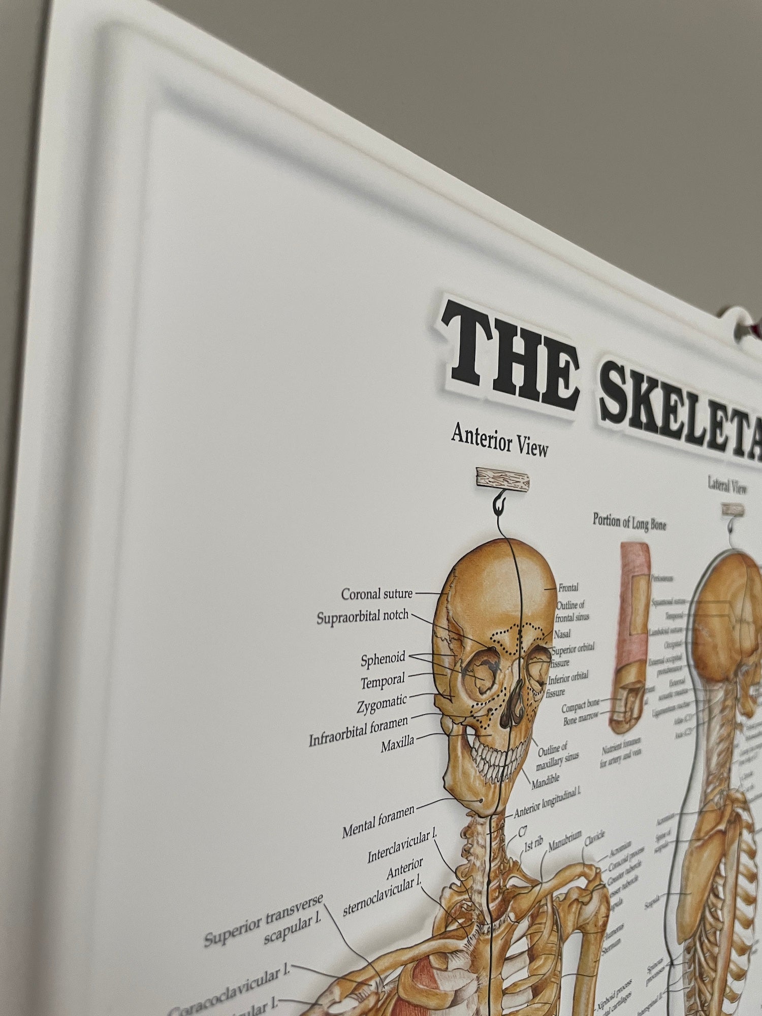 Plakatpakke, Klassisk muskel - og skeletsystem, 3D relief i plastik - eAnatomi