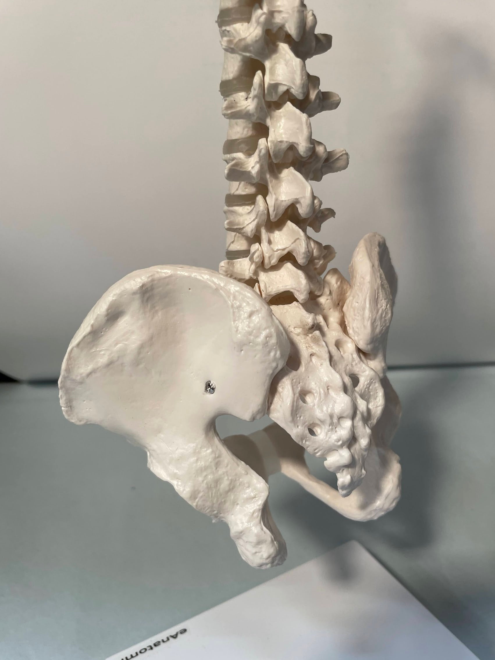 Miniature rygsøjle, 35 cm - eAnatomi