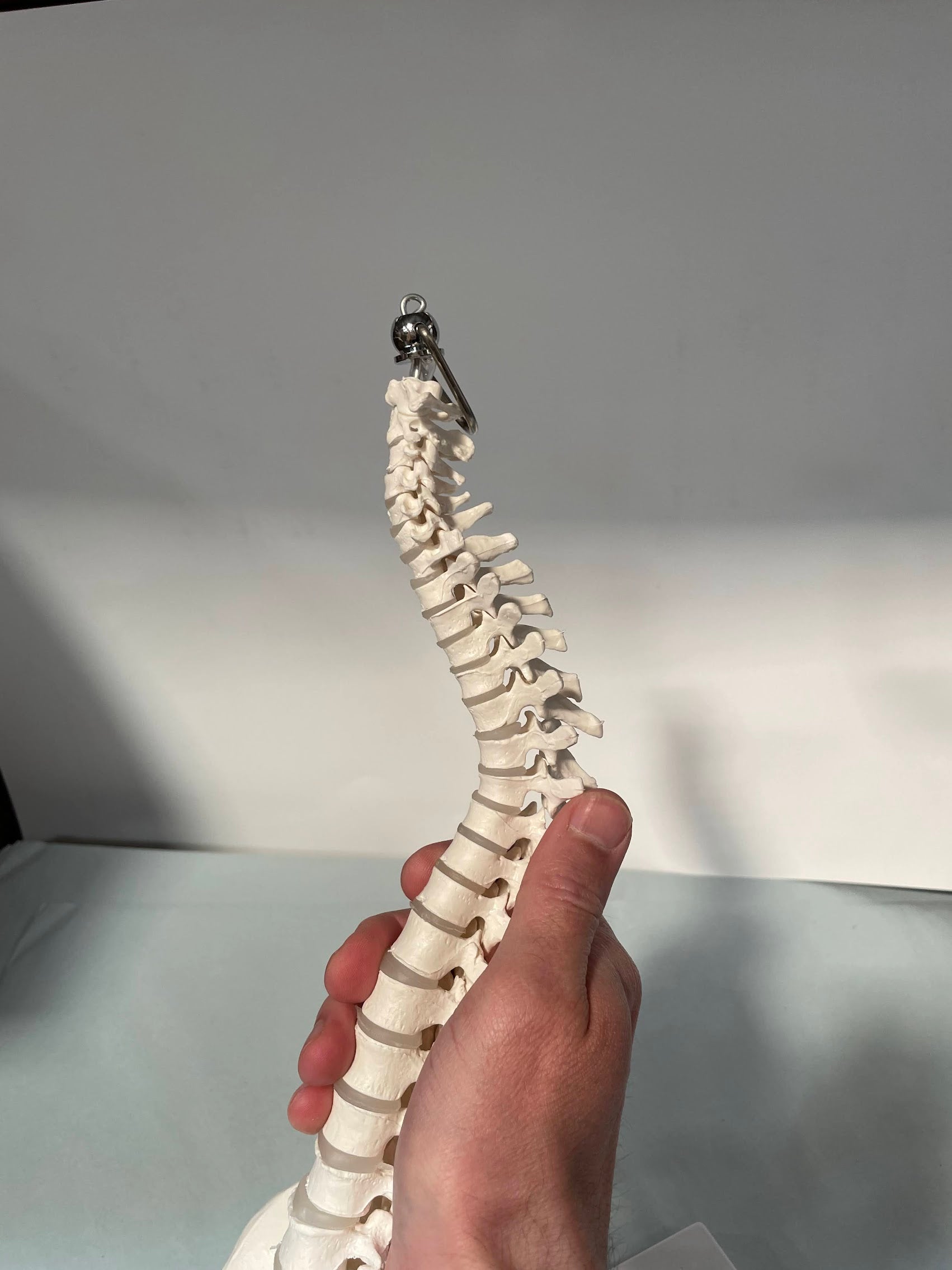 Miniature rygsøjle, 35 cm - eAnatomi