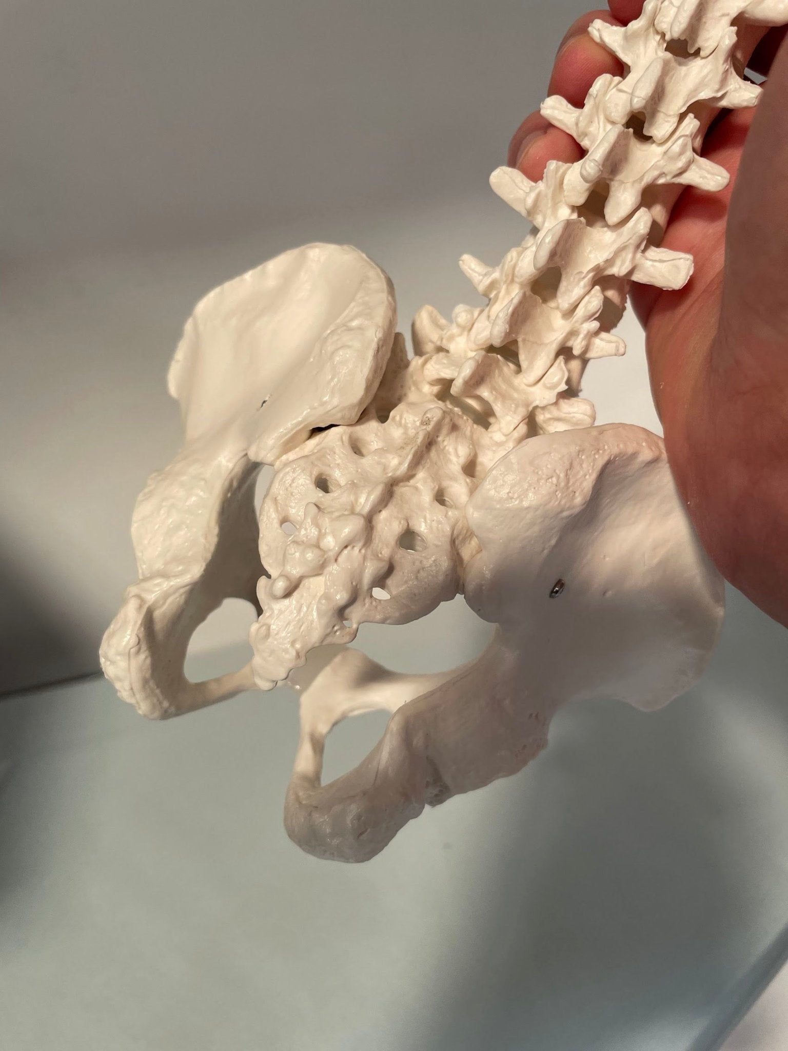 Miniature rygsøjle, 35 cm - eAnatomi