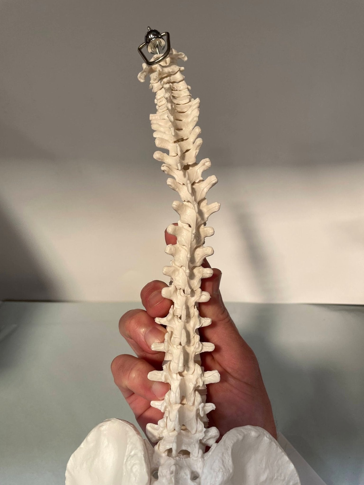 Miniature rygsøjle, 35 cm - eAnatomi