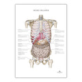 Internal organs, anatomy poster with nomenclature