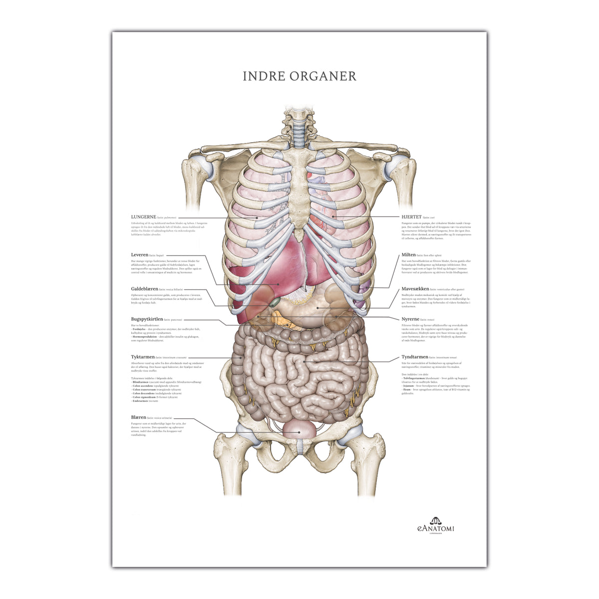 Indre organer - anatomi plakater - eAnatomi.com