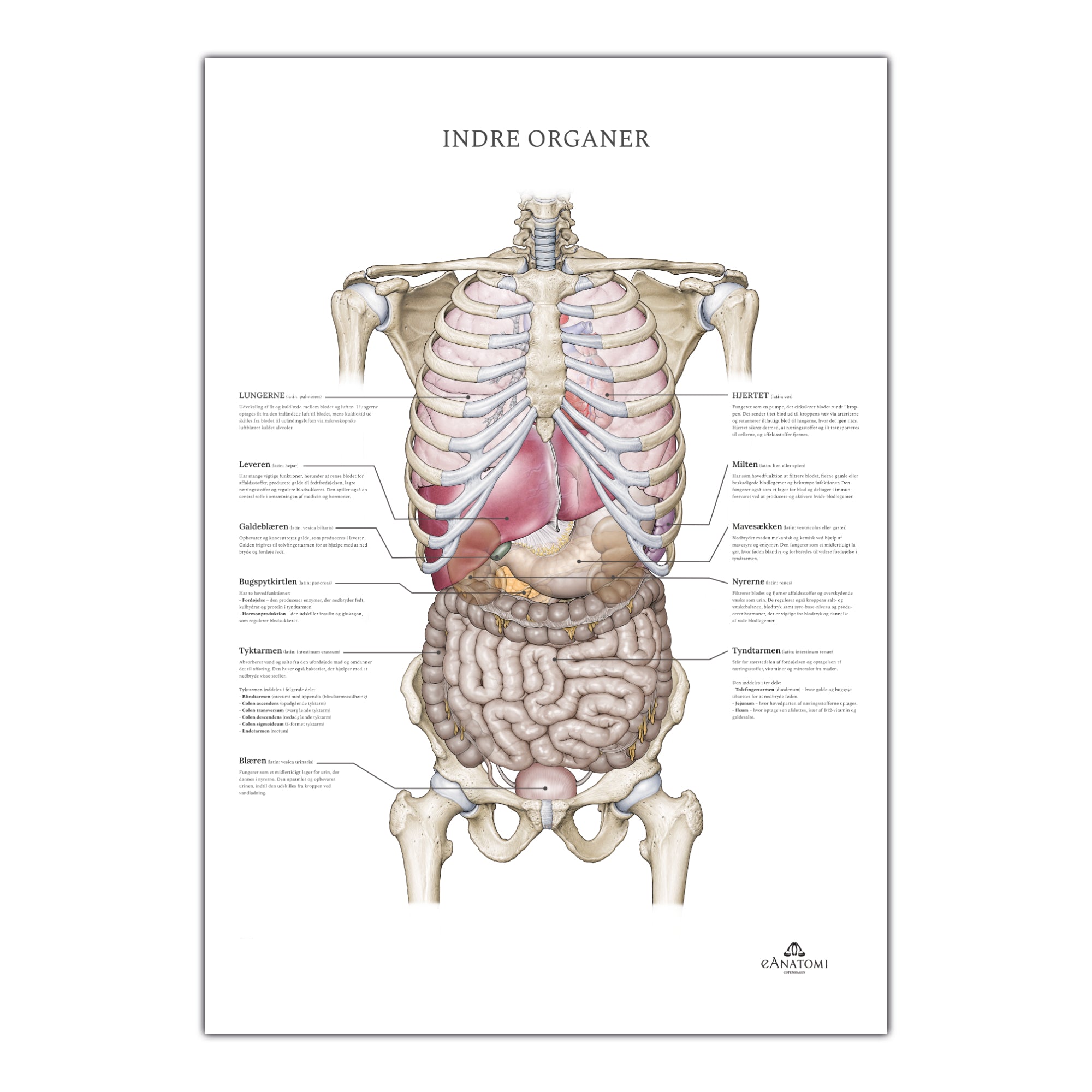 Internal organs, anatomy poster with nomenclature
