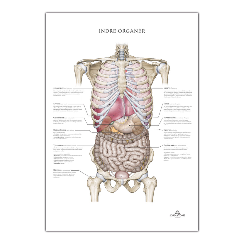 Internal organs, anatomy poster with nomenclature – eAnatomi