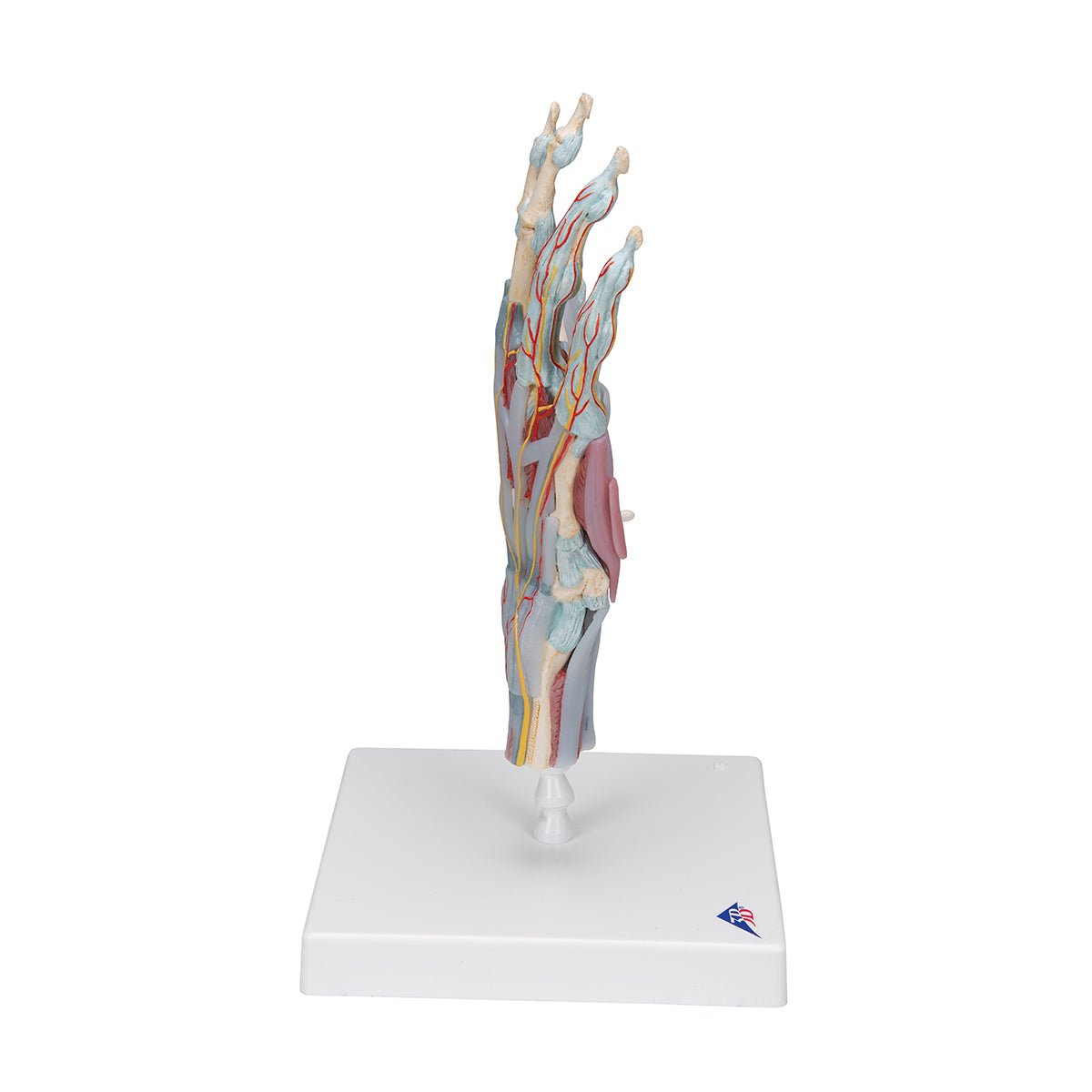 Anatomical hand model with ligaments, muscles, tendons, vessels and ...