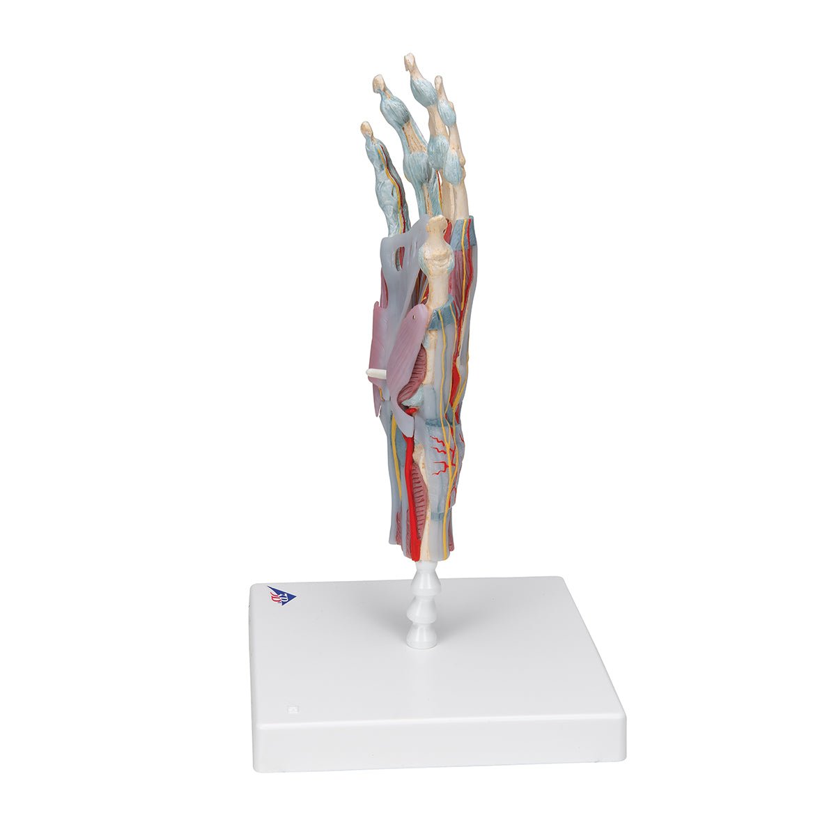 Anatomical hand model with ligaments, muscles, tendons, vessels and ...