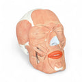 Skull with chewing and facial muscles, 38 parts, anatomical model
