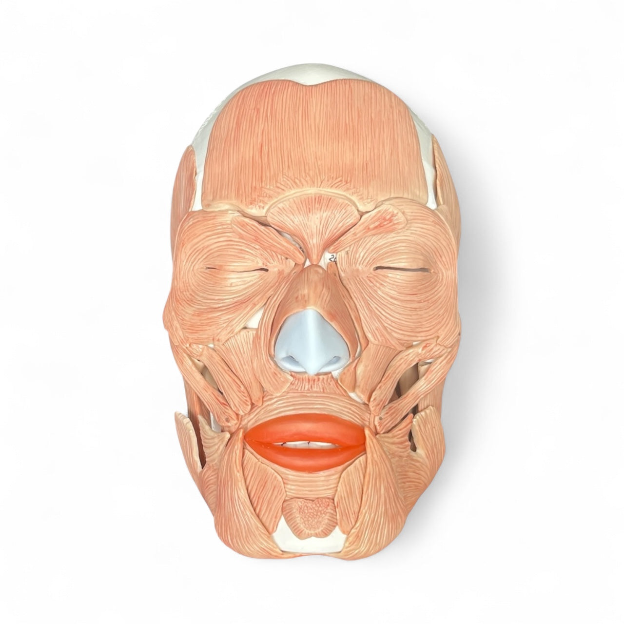Skull with chewing and facial muscles, 38 parts, anatomical model