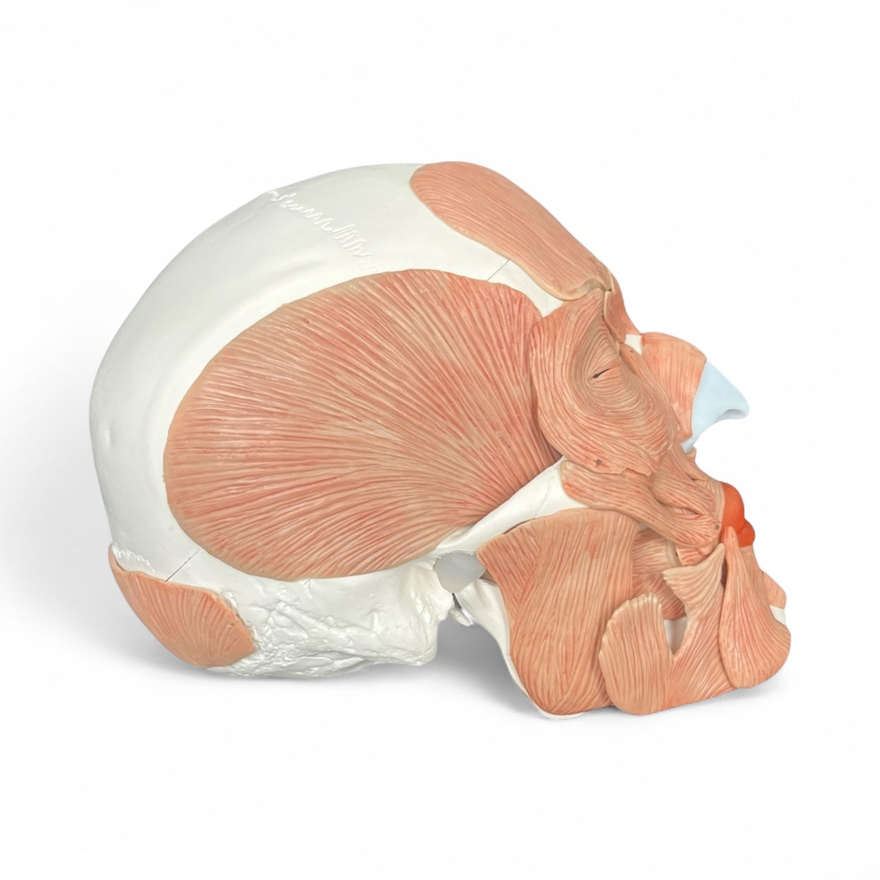 Skull with chewing and facial muscles, 38 parts, anatomical model