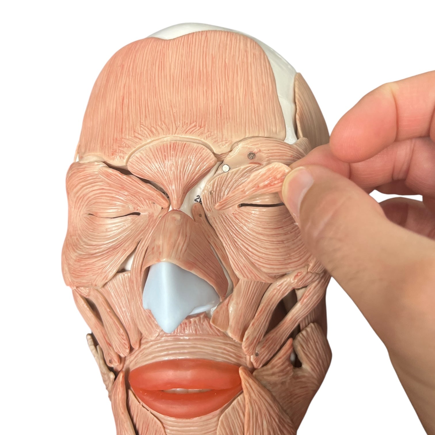 Skull with chewing and facial muscles, 38 parts, anatomical model