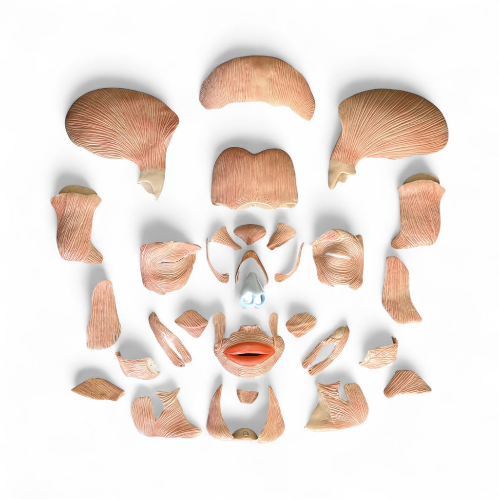 Skull with chewing and facial muscles, 38 parts, anatomical model