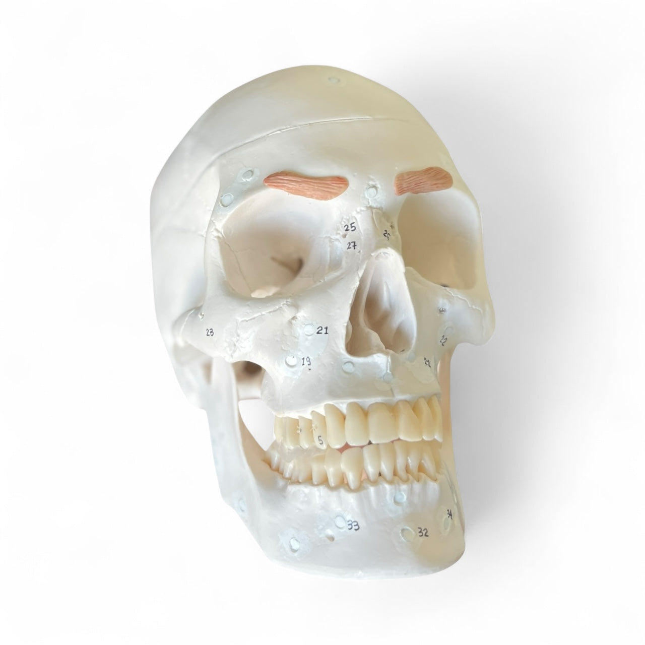 Skull with chewing and facial muscles, 38 parts, anatomical model