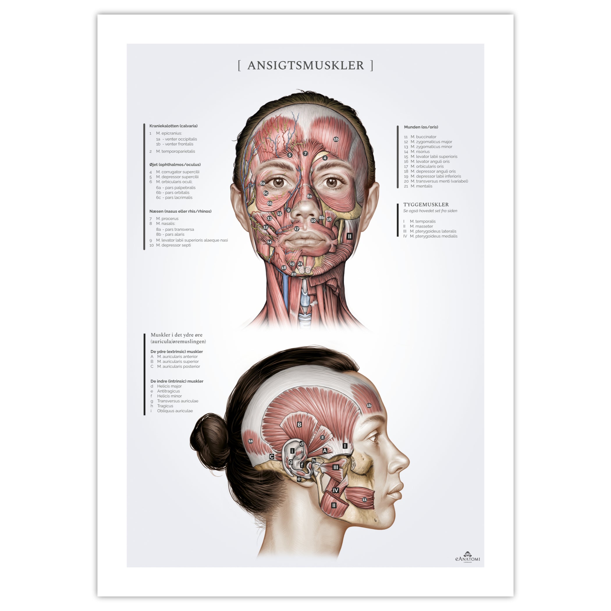 Ansigtsmuskler hos kvinden, anatomi plakat © eAnatomi