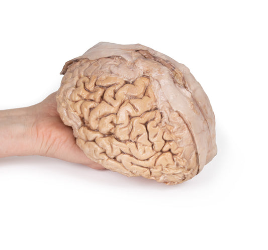 Hjerne (Cerebrum)