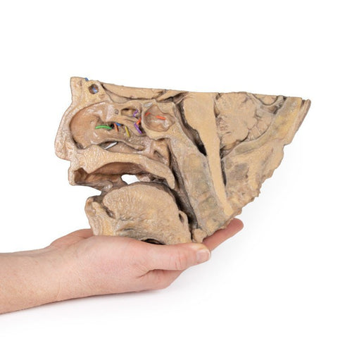 Bihulerne m. deres forbindelser til næsehulen - eAnatomi