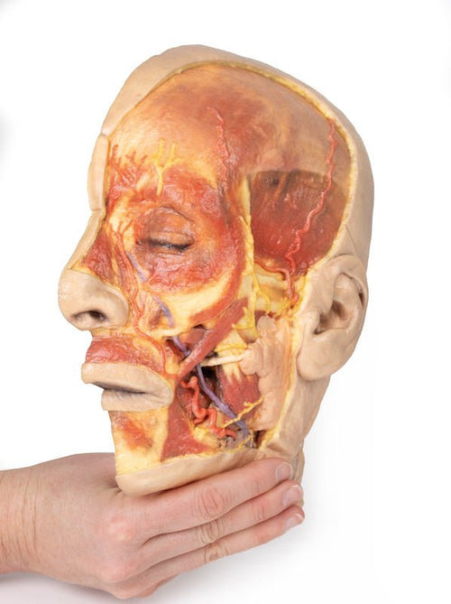 Ansigt m. superficielle strukturer - eAnatomi