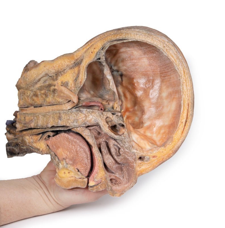 Sagittal section of the head and neck – fossa and vagina