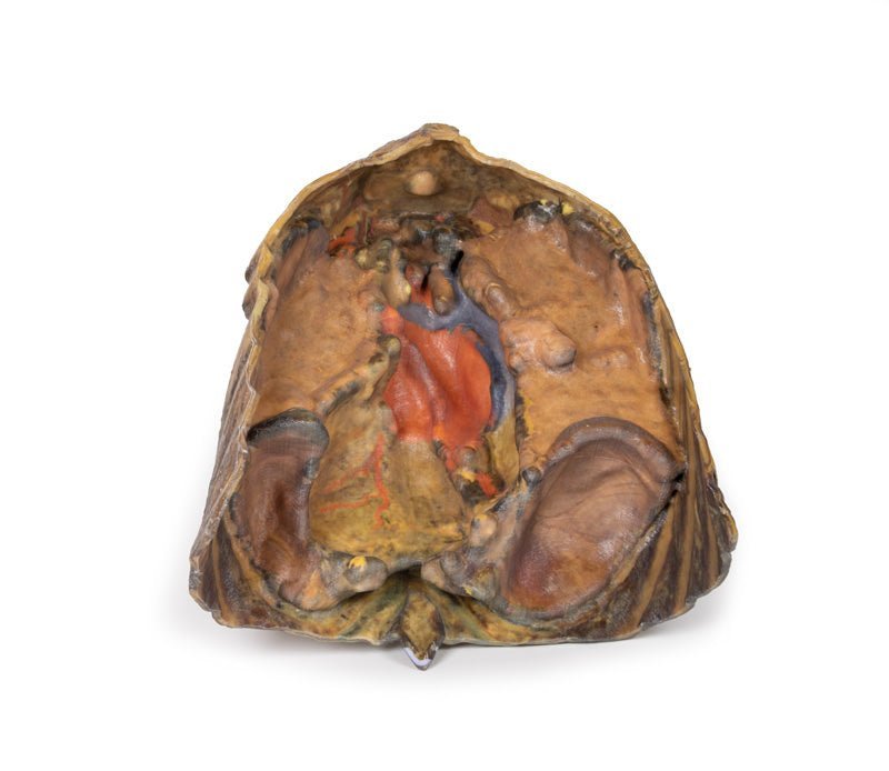 Thorax m. hjerte og kar - eAnatomi