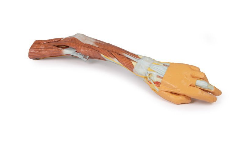 Overekstremitet m. albue, underarm og hånd - eAnatomi