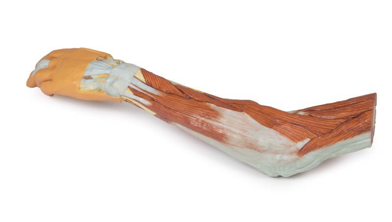 Overekstremitet m. albue, underarm og hånd - eAnatomi