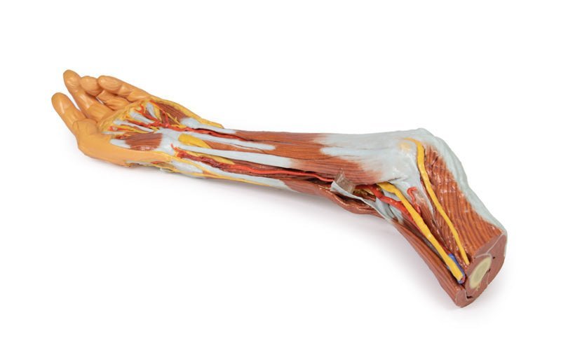 Overekstremitet m. albue, underarm og hånd - eAnatomi