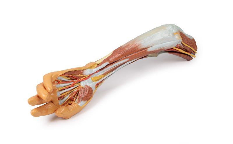 Overekstremitet m. albue, underarm og hånd - eAnatomi