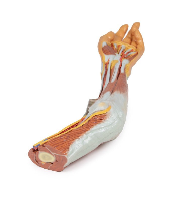 Overekstremitet m. albue, underarm og hånd - eAnatomi
