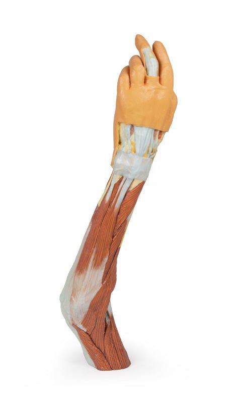 Overekstremitet m. albue, underarm og hånd - eAnatomi