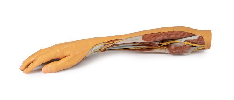 Underarm og hånd * - eAnatomi