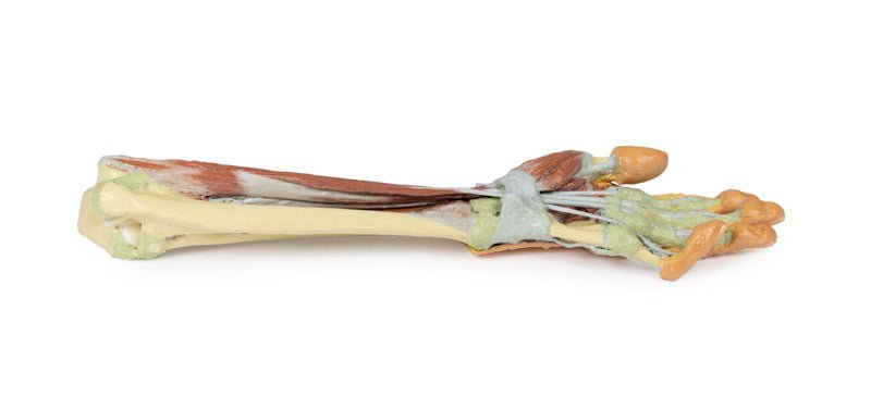 Underarm og hånd m. dyb dissektion* - eAnatomi