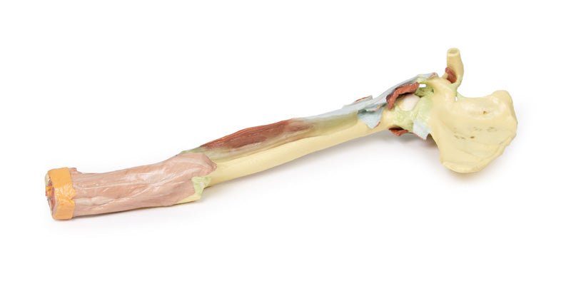 Overekstremitet - biceps, knogler og ledbånd - eAnatomi