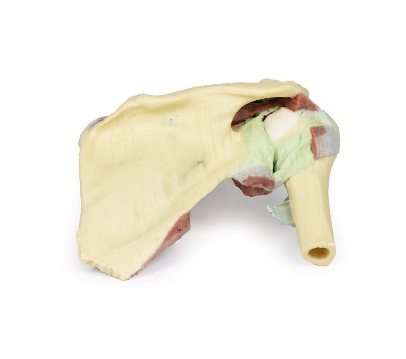 Højre skulderbælte med bevaret scapula, lateral clavicula og proksimale humerus* - eAnatomi