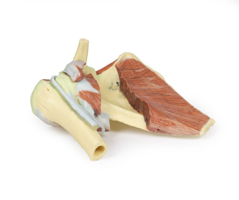 Højre skulderbælte med bevaret scapula, lateral clavicula og proksimale humerus* - eAnatomi