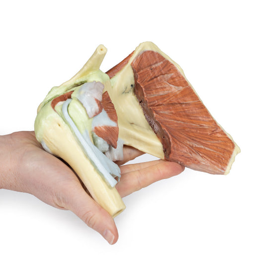 Skulder - dyb dissektion af højre skulderbælte, bevaring af en komplet scapula, lateral kraveben og proksimal humerus