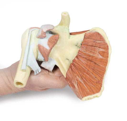 Skulder - dyb dissektion af højre skulderbælte, bevaring af en komplet scapula, lateral kraveben og proksimal humerus