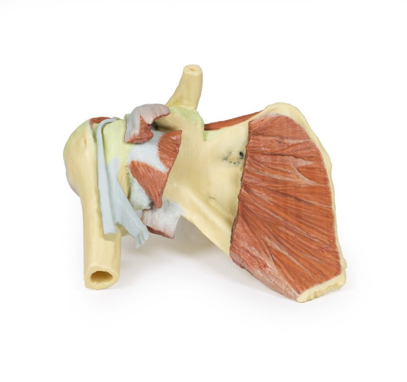 Højre skulderbælte med bevaret scapula, lateral clavicula og proksimale humerus* - eAnatomi