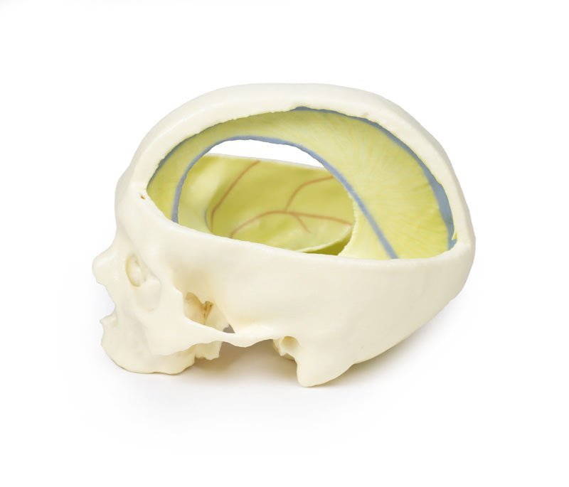 Kraniemodel med dura mater - eAnatomi