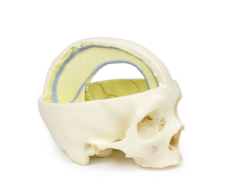Dural kranium