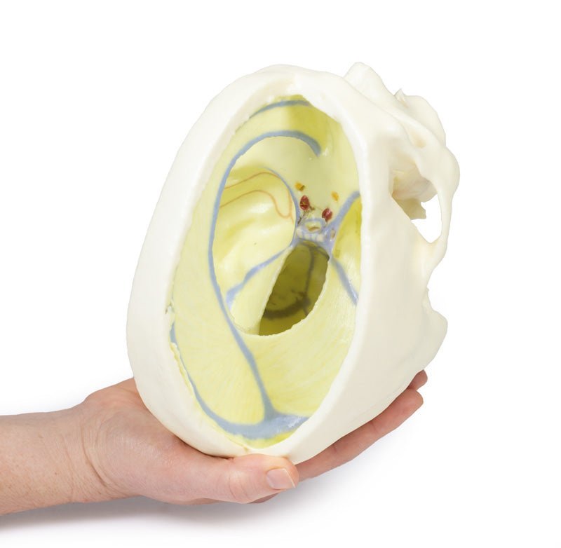 Kraniemodel med dura mater - eAnatomi