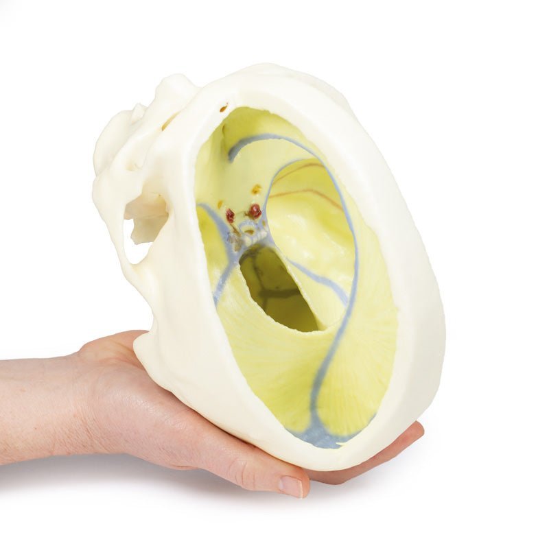 Kraniemodel med dura mater - eAnatomi