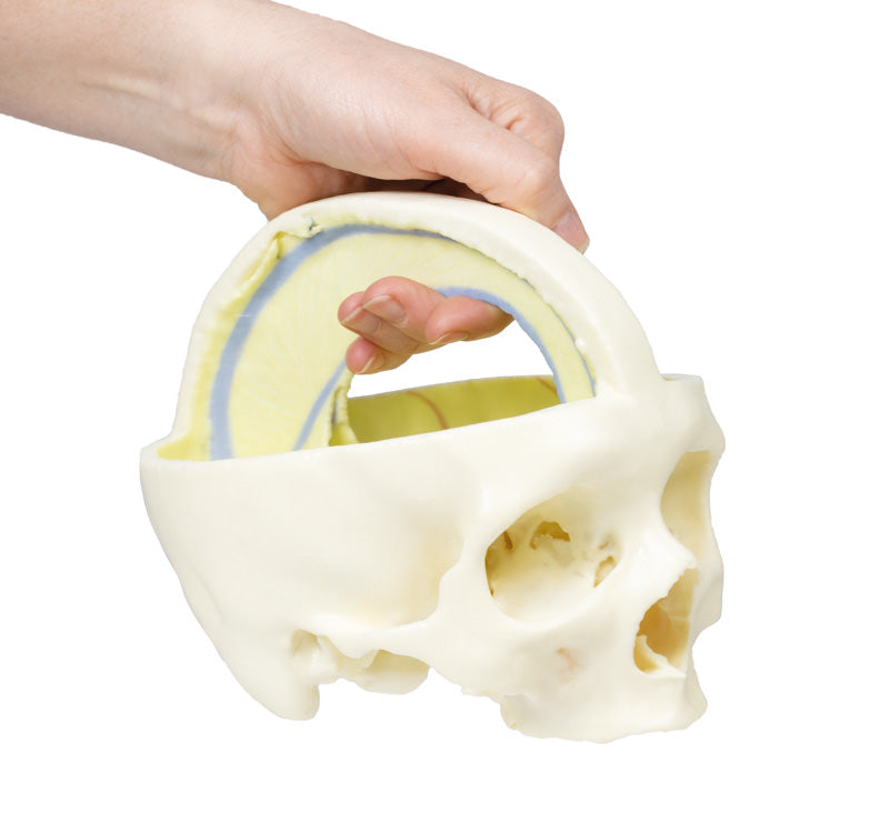 Dural kranium