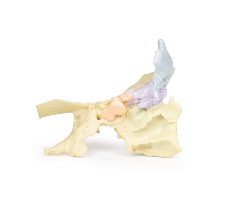 Paranasal Sinus model